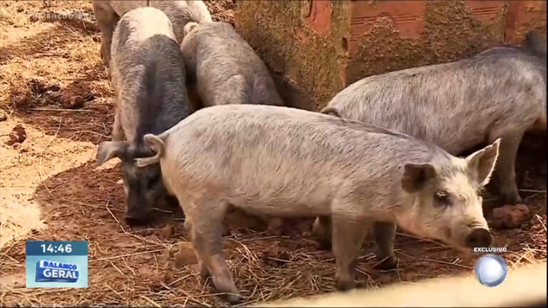 porco-ataca-dono-que-ia-mata-lo-para-preparar-receita-especial-em-almoco-com-a-familia