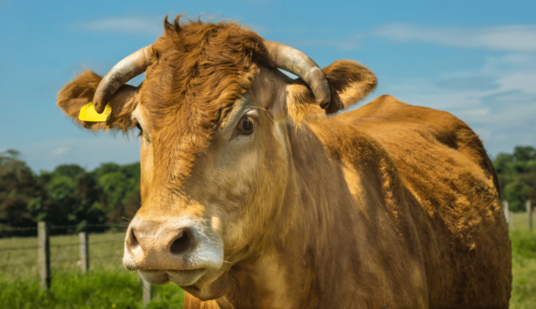 limousin:-tudo-sobre-a-raca-de-olhos-marcados-e-alto-ganho-de-peso