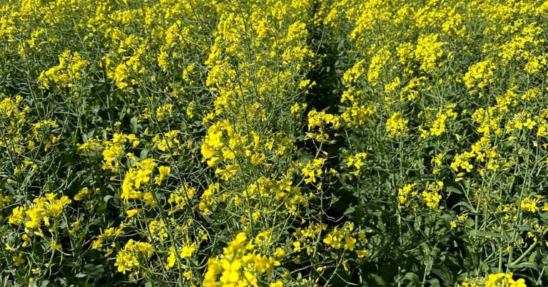 estudo-da-ccgl/rtc-analisa-dinamica-produtiva-da-canola-em-ano-de-el-nino-e-destaca-uso-da-agricultura-digital