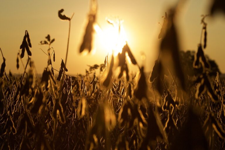 usda-aponta-producao-de-soja-no-brasil-acima-da-estimada-pela-conab