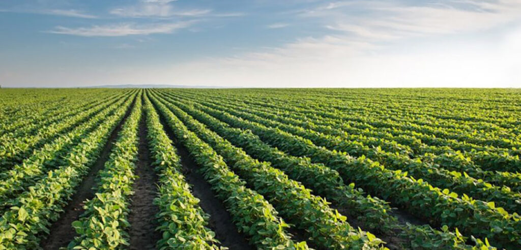 chuvas-irregulares-e-altas-temperaturas-impactam-cultivos