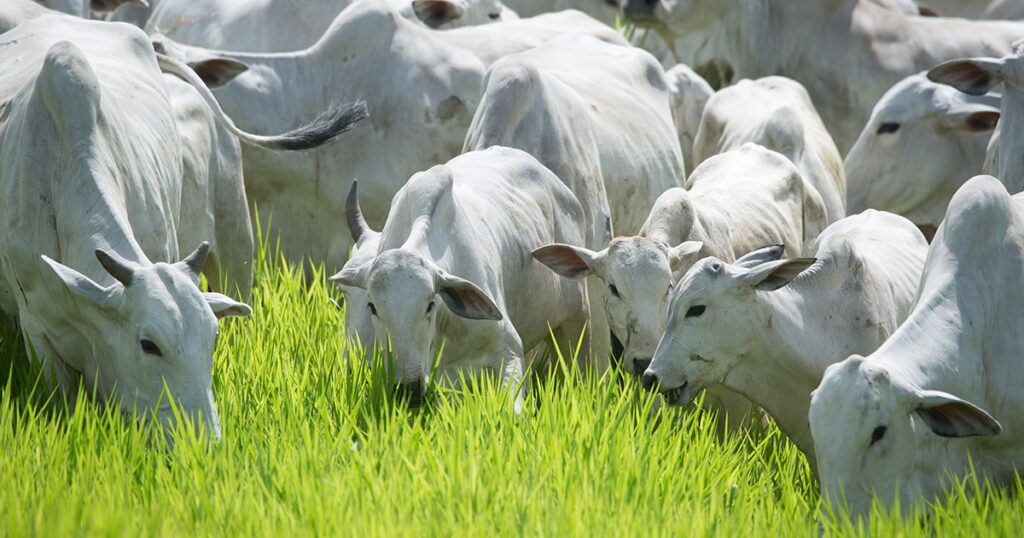 extrato-de-folitropina-acelera-o-melhoramento-genetico-de-bovinos-e-a-producao-de-alimentos