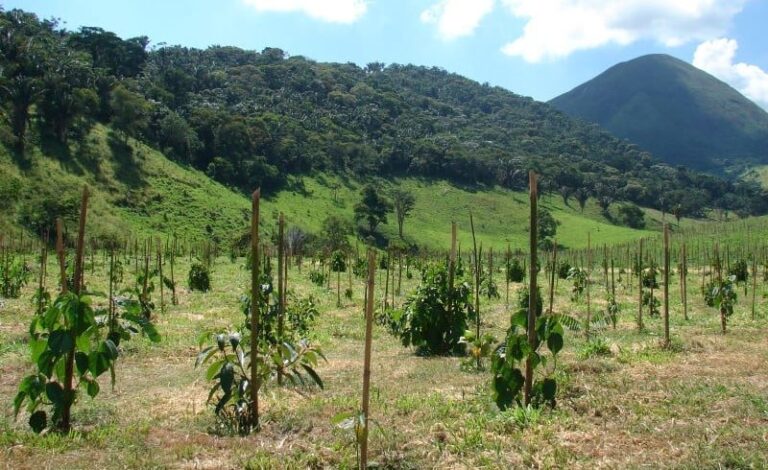 nova-metodologia-projeta-crescimento-de-arvores-nativas,-elevando-rentabilidade-de-restauracao-florestal