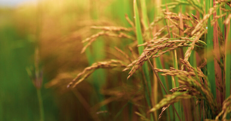 nematoides-no-arroz:-prejuizo-que-o-produtor-nao-ve