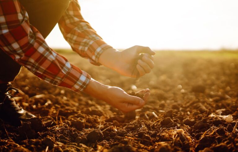 fertilidade-do-solo-na-pecuaria-de-corte:-como-fazer-a-analise?