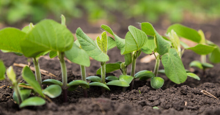 biotecnologia-pode-ser-aliada-dos-produtores-contra-impactos-climaticos