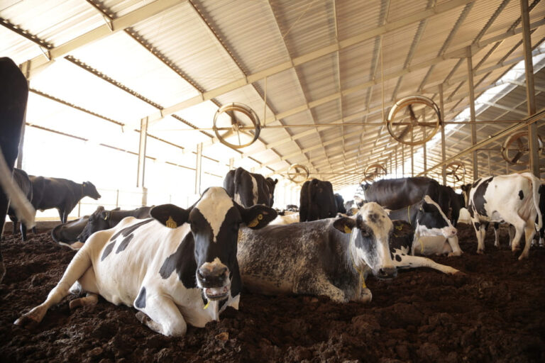 manejo-eficiente-da-cama-de-compost-barn-para-vacas-leiteiras