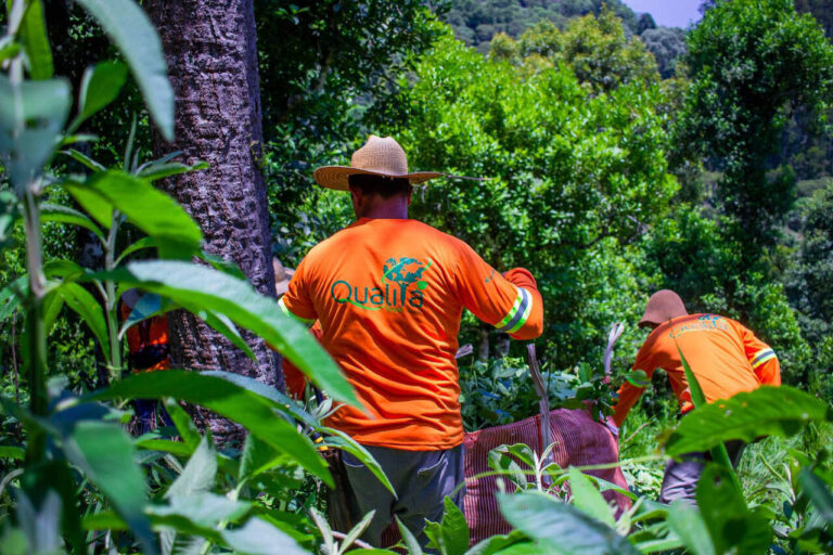 empresa-de-erva-mate-do-parana-ganha-certificacoes-internacionais