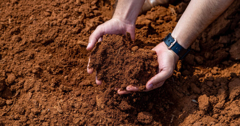 produtos-biologicos-solucionam-a-raiz-do-problema-na-infestacao-de-nematoides-em-lavouras-de-soja,-milho-e-algodao