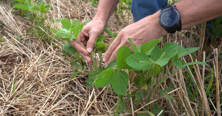 ccgl-alerta-sobre-riscos-da-deriva-de-defensivos-agricolas-durante-esta-epoca-do-ano