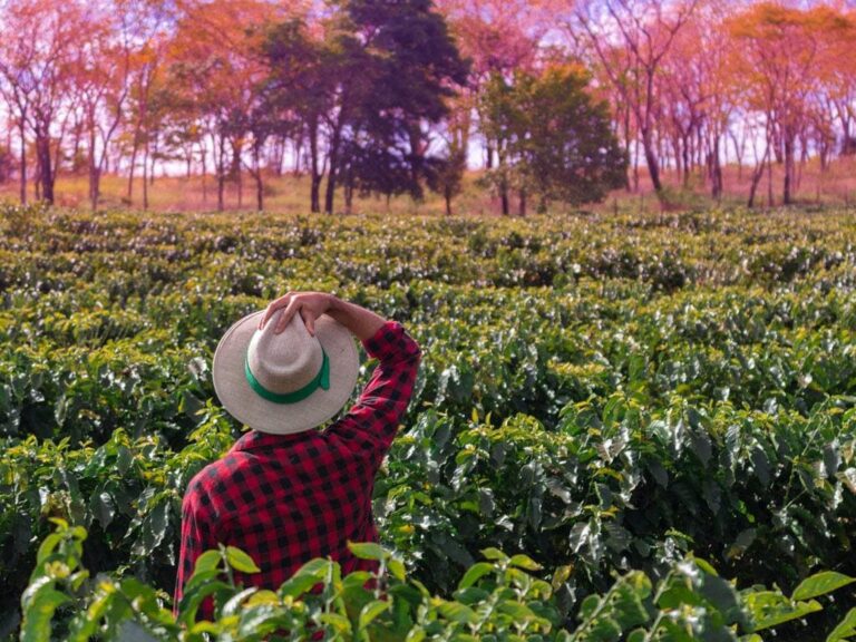 seguro-rural:-o-que-e,-quais-sao-os-tipos-e-os-seus-beneficios