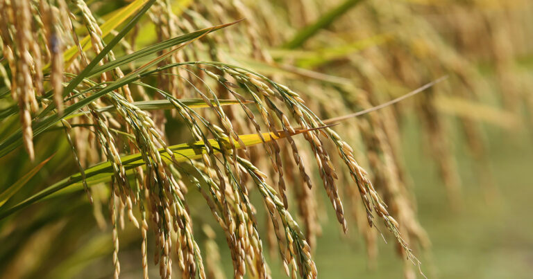 precos-estimulam-produtor-de-arroz-e-garantem-abastecimento-para-2024