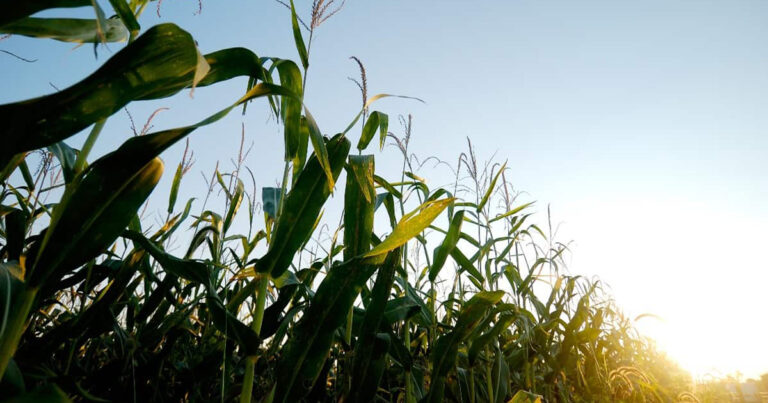 agricultura-de-precisao-e-aliada-estrategica-contra-impactos-do-el-nino-na-producao-agricola