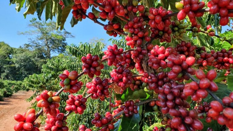 paises-produtores-de-cafe-importaram-2,35-milhoes-de-sacas-dos-cafes-do-brasil-em-2023