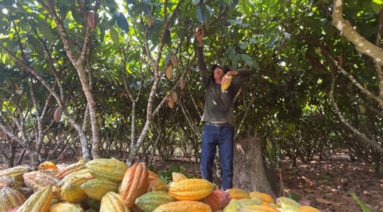 rondonia-aposta-na-qualidade-do-cacau-para-conquistar-novos-mercados