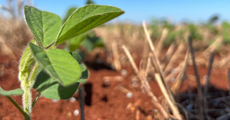 suplementacao-de-boro-pode-auxiliar-no-desenvolvimento-da-soja-em-periodo-de-pico-do-el-nino