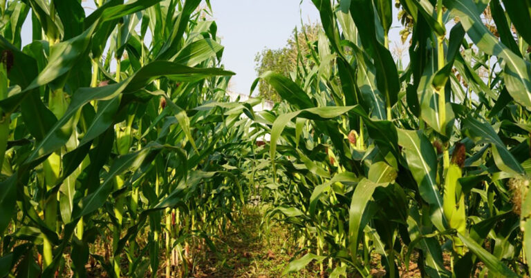 tratamento-nutricional-de-sementes-e-essencial-para-assegurar-produtividade-das-lavouras-em-meio-ao-el-nino