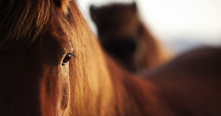 o-desafio-no-controle-da-dor-e-inflamacao-em-cavalos