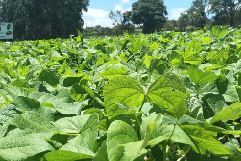 lancamentos-de-cultivares-de-feijao-e-soja-estarao-no-show-rural-2024