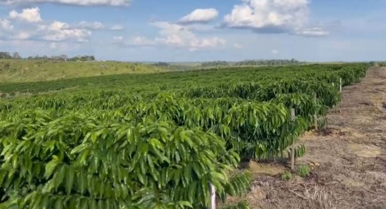 imagens-bonitas-do-interior-do-amazonas.-quem-acerta-o-municipio-e-o-produto?