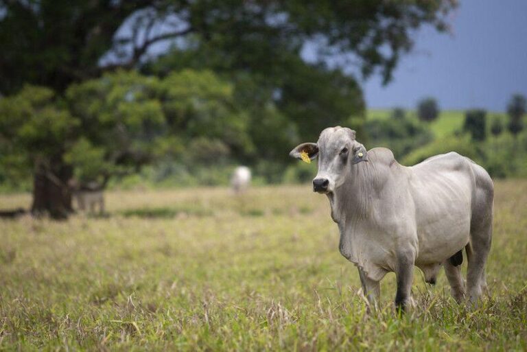 boi:-cauteloso,-pecuarista-resiste-a-pressao-de-frigorificos