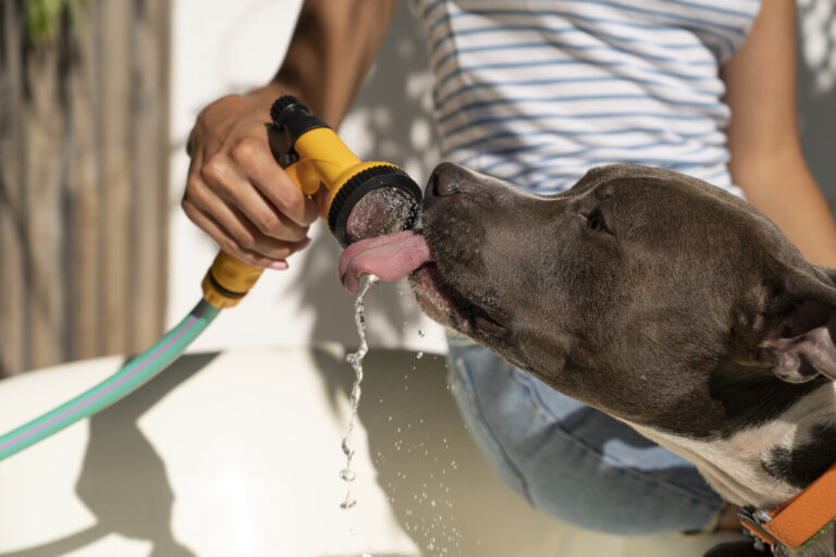 onda-de-calor:-como-cuidar-dos-pets-durante-as-altas-temperaturas?