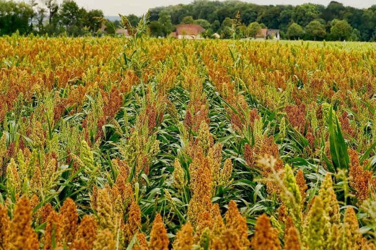 sorgo-na-alimentacao-de-vacas-leiteiras:-formas-de-utilizacao-e-pontos-de-cortes-ideais