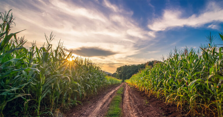 agricultura,-transporte-e-residuos-foram-os-setores-que-mais-emitiram-gases-de-efeito-estufa-no-brasil,-diz-pesquisa-da-kpmg