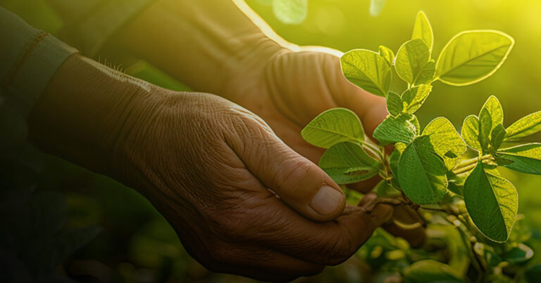 fertilizantes-contendo-biofertilizantes-geram-6%-de-incremento-em-produtividade-na-cultura-da-soja,-mostra-estudo-de-campo