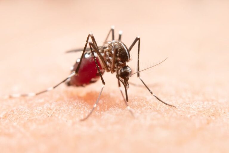 brasil-registra-mais-de-1,6-milhao-de-casos-de-dengue-em-2023;-veja-medidas-de-prevencao