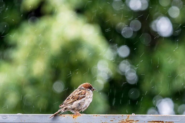 previsao-do-tempo-para-hoje-ainda-mostra-chuva;-confira-as-regioes-afetadas