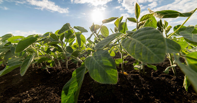 ferrugem-asiatica-gera-prejuizos-de-ate-r＄-6-mil-por-hectare-de-soja