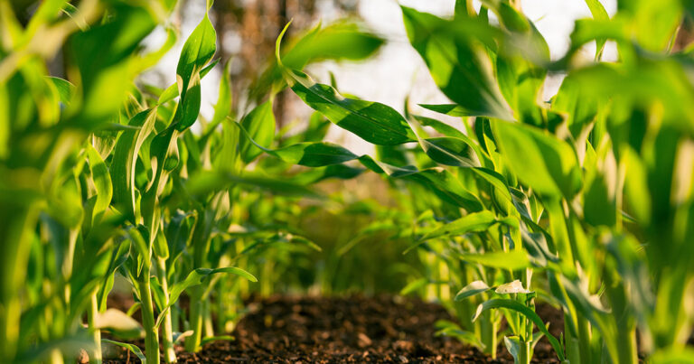 conheca-os-micro-organismos-utilizados-no-biocontrole-e-biofertilizacao