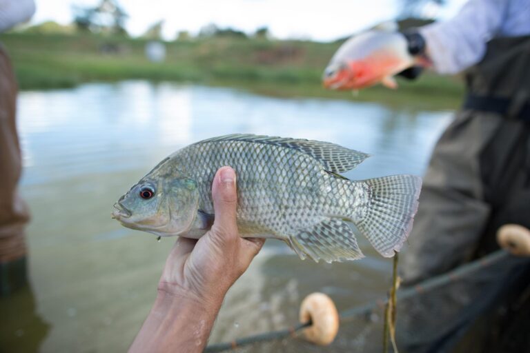 brasil-vai-revisar-protocolo-de-importacao-de-tilapia-do-vietna,-diz-governo