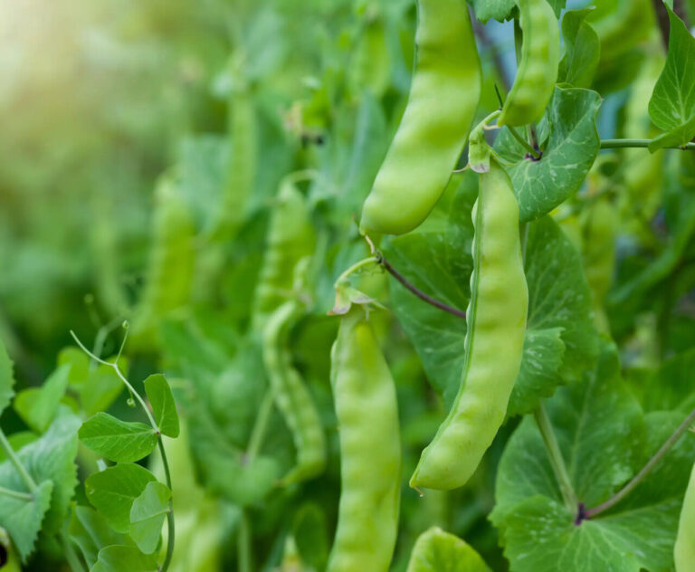 producao-de-ervilha-torta-e-alternativa-rentavel-para-agricultura-familiar