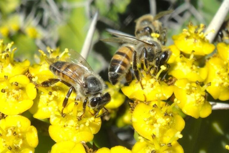 estudo-detalha-acao-antitumoral-de-substancia-presente-no-propolis-verde