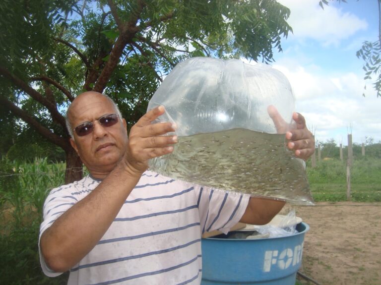 peixe-barrigudinho-e-aliado-contra-dengue,-zika-e-chikungunya