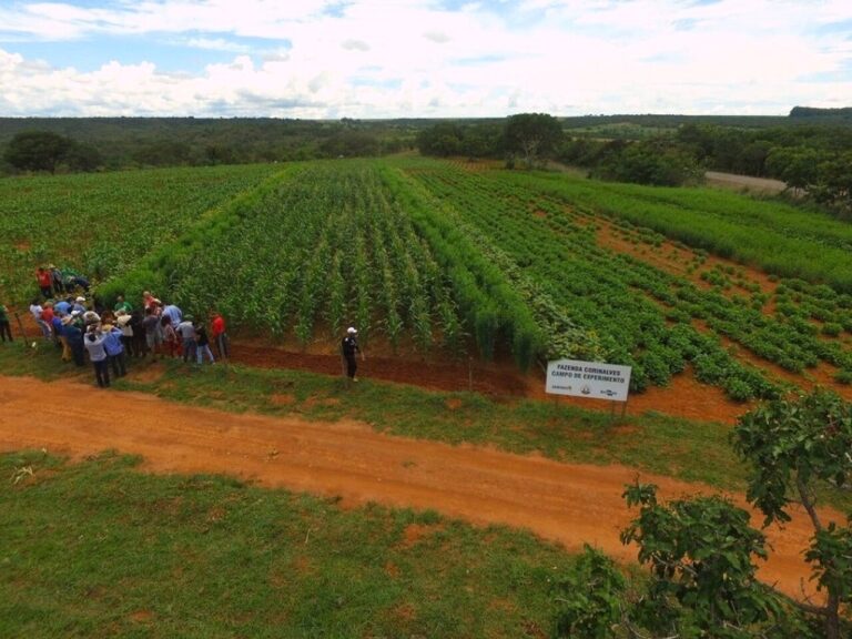 estrategia-agroecologica-garantem-producoes-saudaveis-e-resistentes-as-adversidades-climaticas