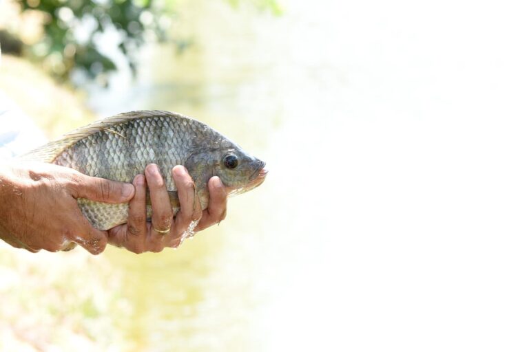 brasil-suspende-importacao-de-tilapia-do-vietna,-diz-ministro