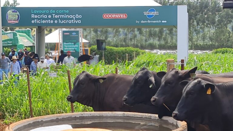 fazenda-de-carne-e-opcao-para-rotacao-de-cultura,-enriquecimento-do-solo-e-lucro-garantido-na-pecuaria