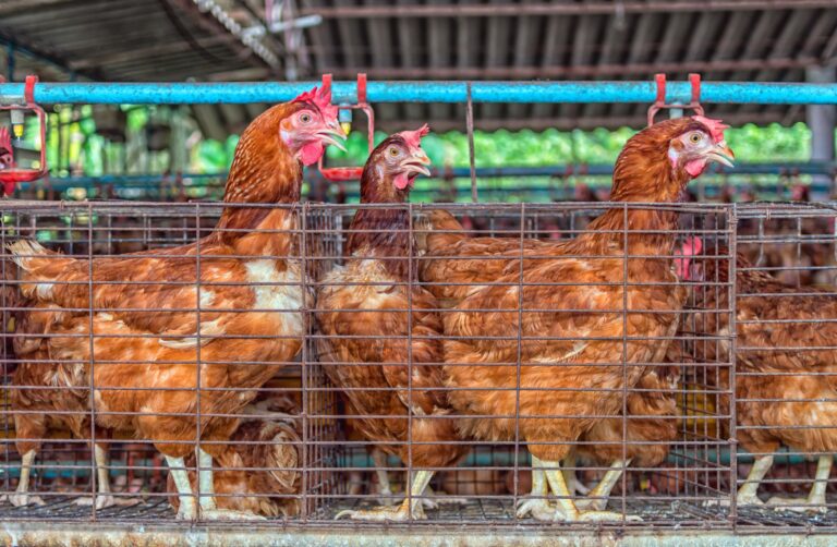 frango:-precos-reagem-gracas-a-maior-demanda-e-antecipacao-de-vendas