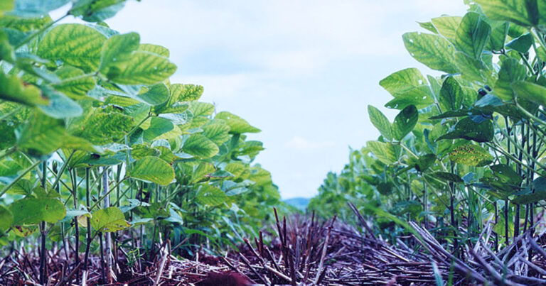 sistemas-agricolas-sustentaveis-representam-oportunidade-de-sequestro-de-carbono-para-o-brasil