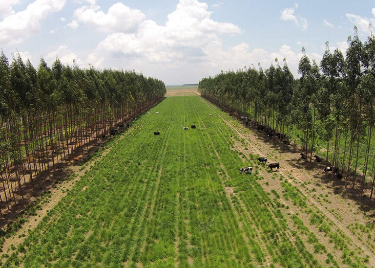 nova-plataforma-fornecera-metricas-de-carbono-adaptadas-as-condicoes-tropicais