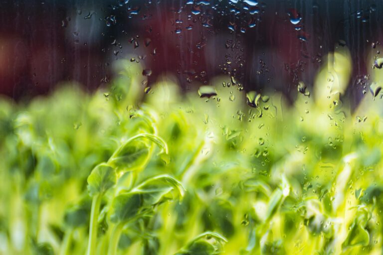 fim-de-semana-sera-de-calorao-no-parana;-chuva-volta-so-na-terca-feira