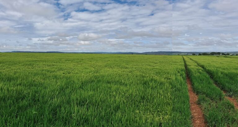 cultivar-da-embrapa-dobra-area-plantada-com-arroz-em-goias-e-produtividade-aumenta-175%