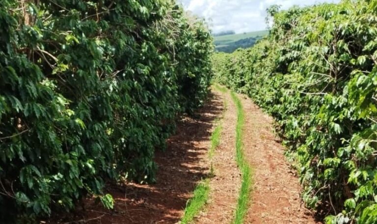 consorcio-de-cafe-e-arroz-e-testado-no-sul-de-minas