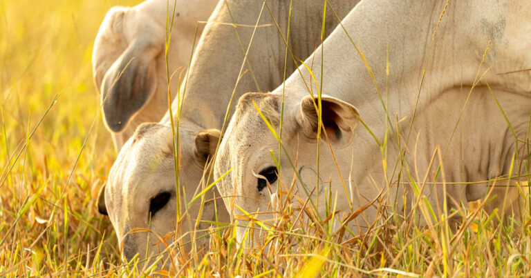 ganho-compensatorio:-uma-oportunidade-para-o-pecuarista