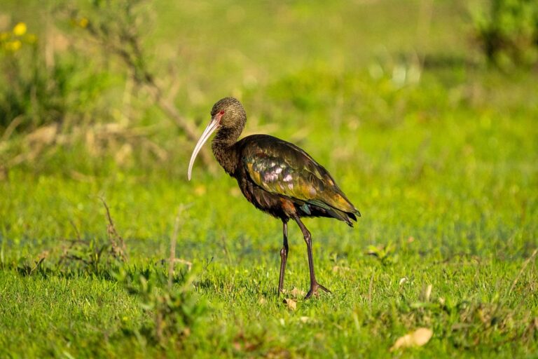 rs-confirma-novo-foco-de-gripe-aviaria-em-aves-silvestres;-total-de-casos-vai-a-6