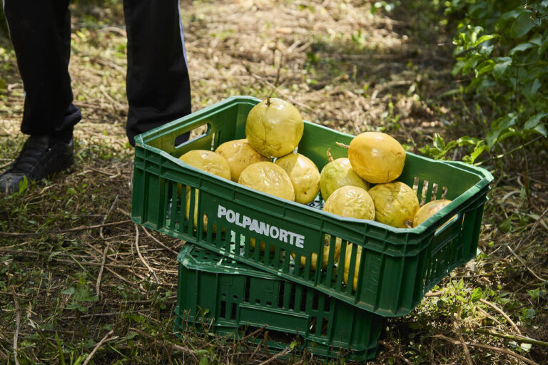 agricultores-paranaenses-investem-na-producao-de-maracuja