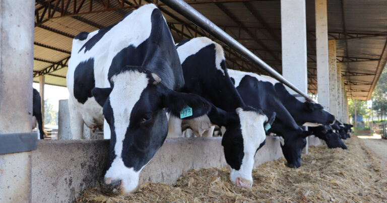 fazenda-de-leite-mostra-como-gestao-de-dados-e-benchmarking-impulsionaram-sua-producao